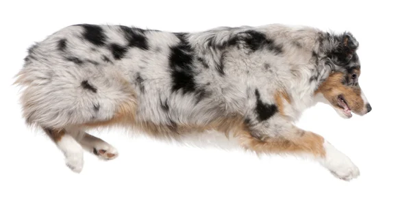 オーストラリアン シェパードの犬ジャンプ、7 か月古い、白い背景の前に — ストック写真