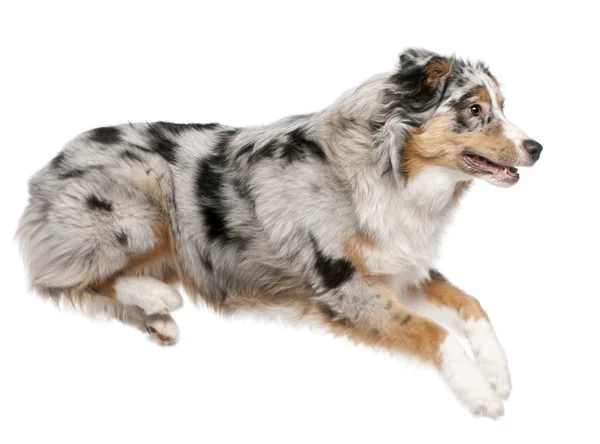 stock image Australian Shepherd dog jumping, 7 months old, in front of white background