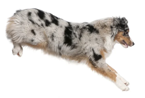 Австралійська вівчарка собаки, стрибки, 7 місяців, перед білим тлом — стокове фото