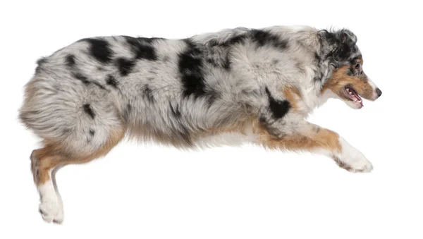 Australian Shepherd dog jumping, 7 months old, in front of white background — Stock Photo, Image