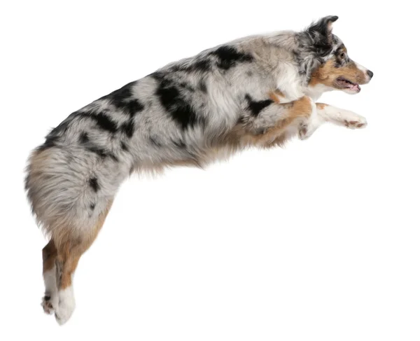 Австралійська вівчарка собаки, стрибки, 7 місяців, перед білим тлом — стокове фото