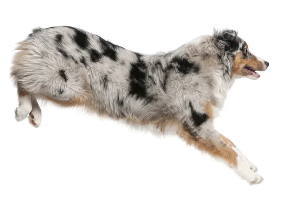 Australischer Schäferhund springt, 7 Monate alt, vor weißem Hintergrund — Stockfoto