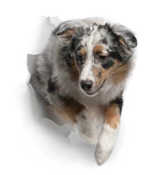 stock image Australian Shepherd dog jumping, 7 months old, in front of white background