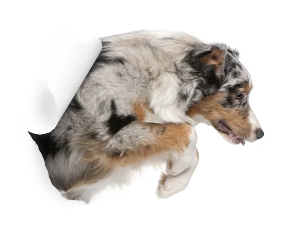 stock image Australian Shepherd dog jumping, 7 months old, in front of white background