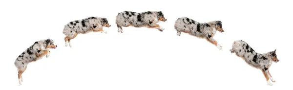 호주 셰퍼드 개는 행, 7 개월, 흰색 배경 앞에 점프의 구성 — 스톡 사진