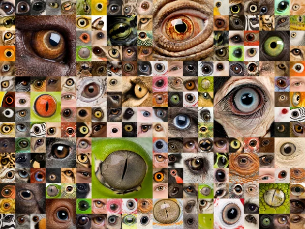 Montaje de ojos animales — Foto de Stock