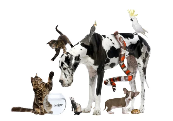 Group of pets together in front of white background — Stock Photo, Image