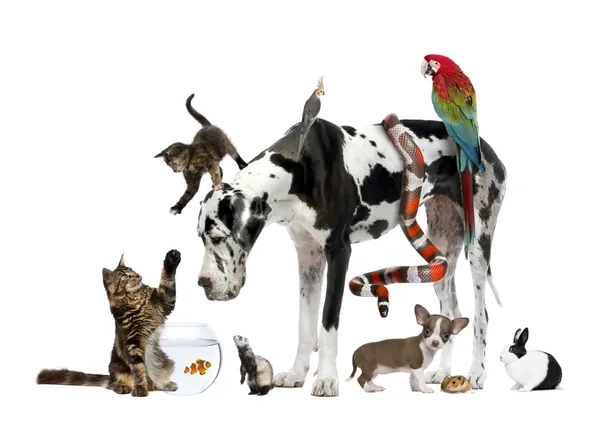 Группа домашних животных вместе на белом фоне — стоковое фото