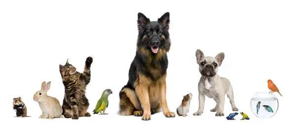 Grupo de animais de estimação juntos na frente do fundo branco — Fotografia de Stock