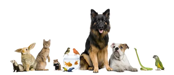 Grupp av husdjur tillsammans framför vit bakgrund — Stockfoto