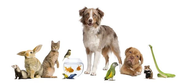 Groep van huisdieren samen voor witte achtergrond — Stockfoto