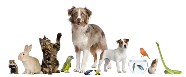 Grupo de mascotas juntas frente a fondo blanco — Foto de Stock