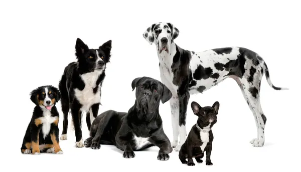 Группа псов — стоковое фото