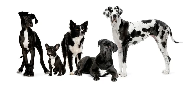 Gruppe von Hunden — Stockfoto