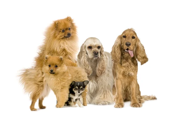 Grupo de cão — Fotografia de Stock