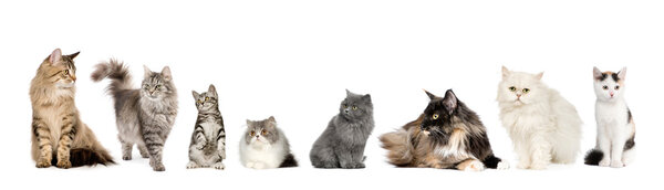 Группа кошек подряд: норвежская, сибирская и персидская кошка в ряд на белом фоне
