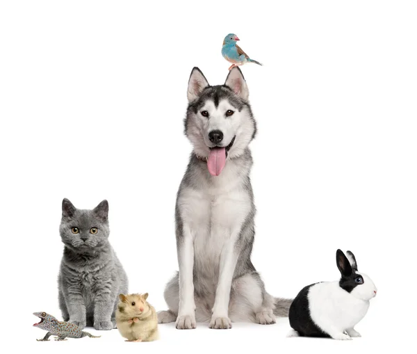 Grupo de animais de estimação na frente do fundo branco — Fotografia de Stock