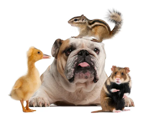 Grupp av sällskapsdjur framför vit bakgrund — Stockfoto