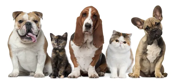 Kediler ve köpekler beyaz arka plan önünde grup — Stok fotoğraf
