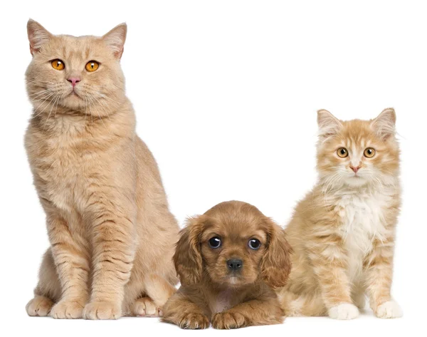 Grupp av katter och hundar framför vit bakgrund — Stockfoto