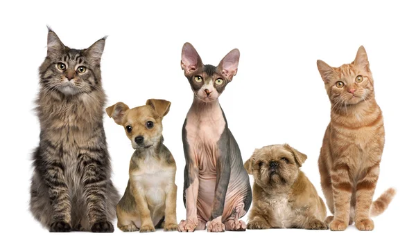 Grupo de gatos e cães na frente do fundo branco — Fotografia de Stock