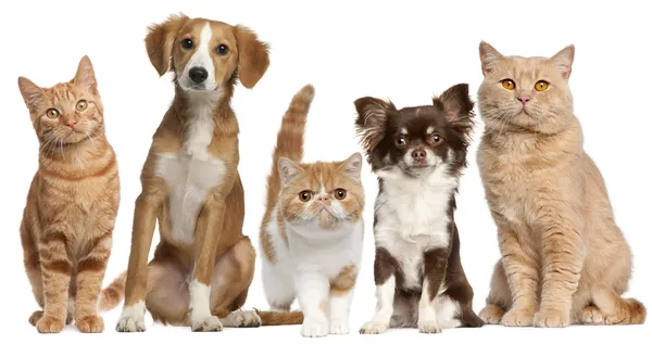 Grupo de gatos y perros delante de fondo blanco — Foto de Stock