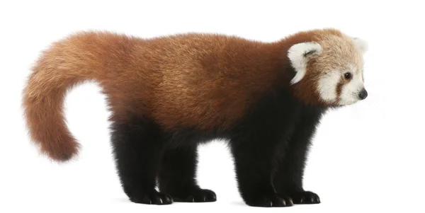 Fiatal vörös panda vagy Shining macska, Ailurus fulgens, 7 hónapok régi, fehér háttér előtt — Stock Fotó