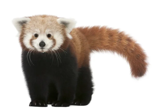 Joven panda rojo o gato brillante, Ailurus fulgens, 7 meses de edad, delante de fondo blanco —  Fotos de Stock