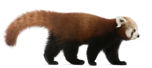 年轻的红色熊猫或闪亮的猫，7 个月大，在白色背景前小熊猫 — 图库照片