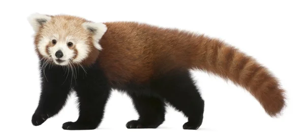 Jovem panda vermelha ou gato brilhante, Ailurus fulgens, 7 meses, em frente ao fundo branco — Fotografia de Stock