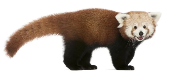 Mladí panda červená nebo zářící kočka, ailurus fulgens, 7 měsíců, před bílým pozadím — Stock fotografie