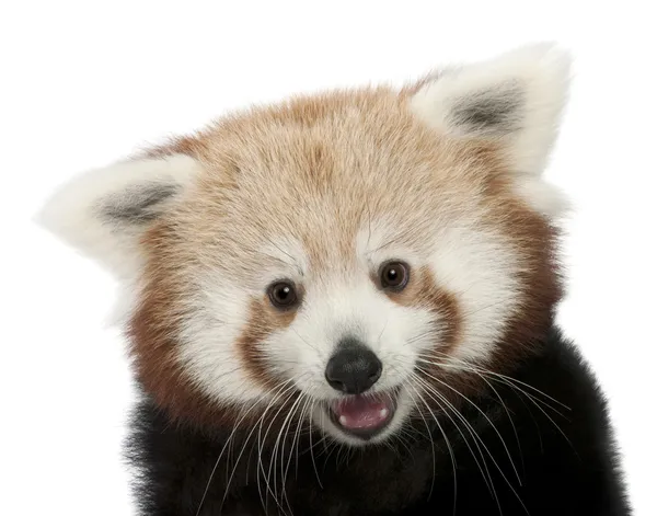 年轻的红色熊猫或闪亮猫、 小熊猫、 7 个月大，在白色背景前的特写 — 图库照片
