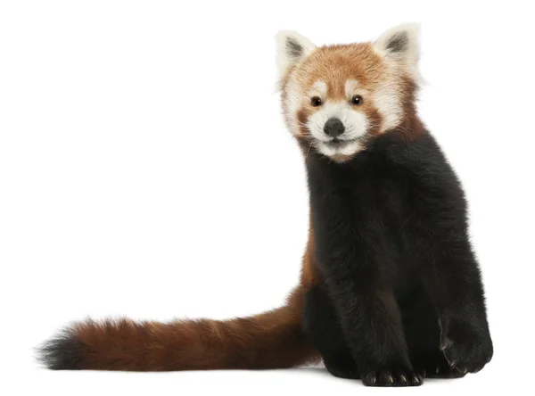 Old Red panda ou Gato Brilhante, Ailurus fulgens, 10 anos, em frente ao fundo branco — Fotografia de Stock