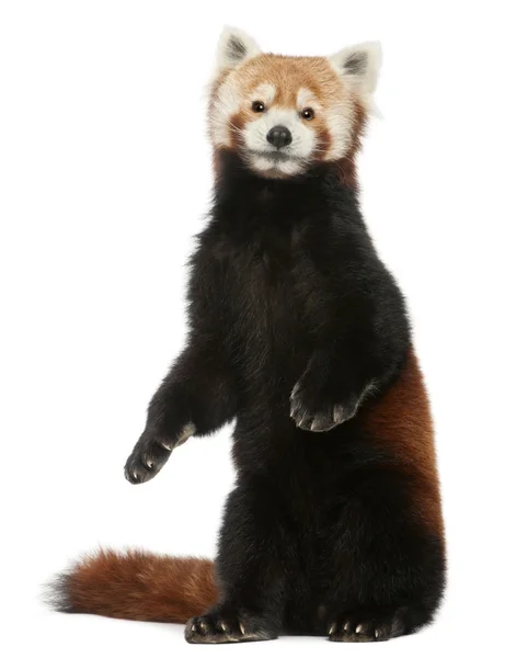 Oude rode panda of glanzende kat, ailurus fulgens, 10 jaar oud, voor witte achtergrond — Stockfoto