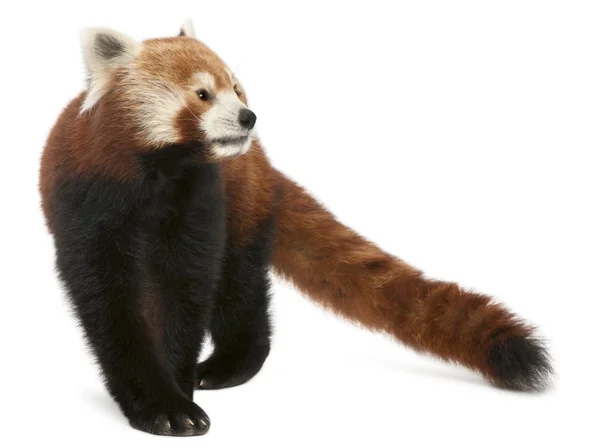 Oude rode panda of glanzende kat, ailurus fulgens, 10 jaar oud, voor witte achtergrond — Stockfoto