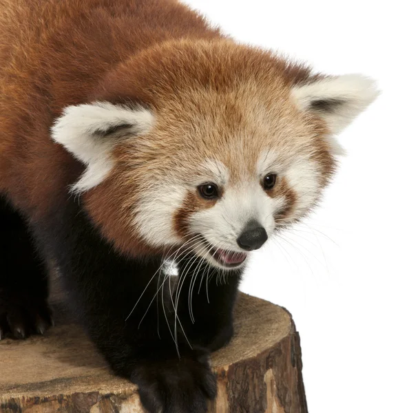 Fiatal vörös panda vagy Shining macska, Ailurus fulgens, 7 hónapos, az a fa törzse fehér háttér előtt — Stock Fotó