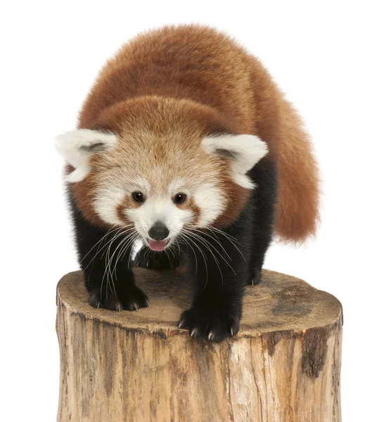 Young Red panda or Shining cat, Ailurus fulgens, 7 months old, on tree trunk in front of white background — Stock Photo, Image