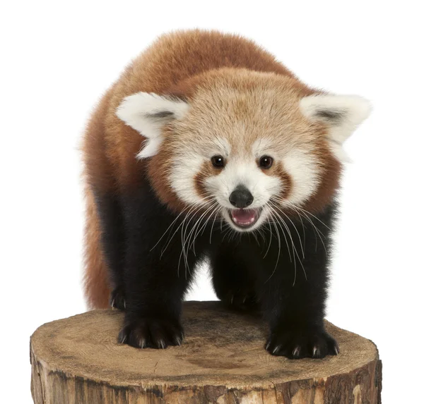 Joven panda rojo o gato brillante, Ailurus fulgens, 7 meses de edad, en tronco de árbol delante de fondo blanco —  Fotos de Stock