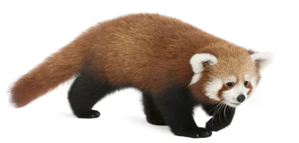 Junger roter Panda oder glänzende Katze, ailurus fulgens, 7 Monate alt, vor weißem Hintergrund — Stockfoto