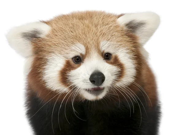 Nahaufnahme junger roter Panda oder leuchtender Kater, ailurus fulgens, 7 Monate alt, vor weißem Hintergrund — Stockfoto