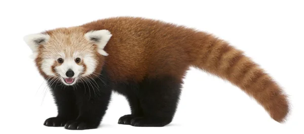 Jonge rode panda of glanzende kat, ailurus fulgens, 7 maanden oud, voor witte achtergrond — Stockfoto