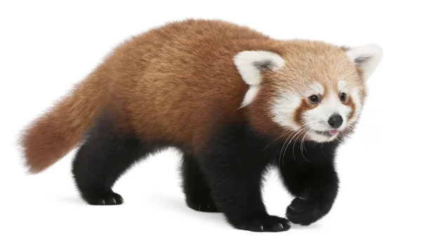 Young Red panda or Shining cat, Ailurus fulgens, 7 months old, in front of white background — Stock Photo, Image