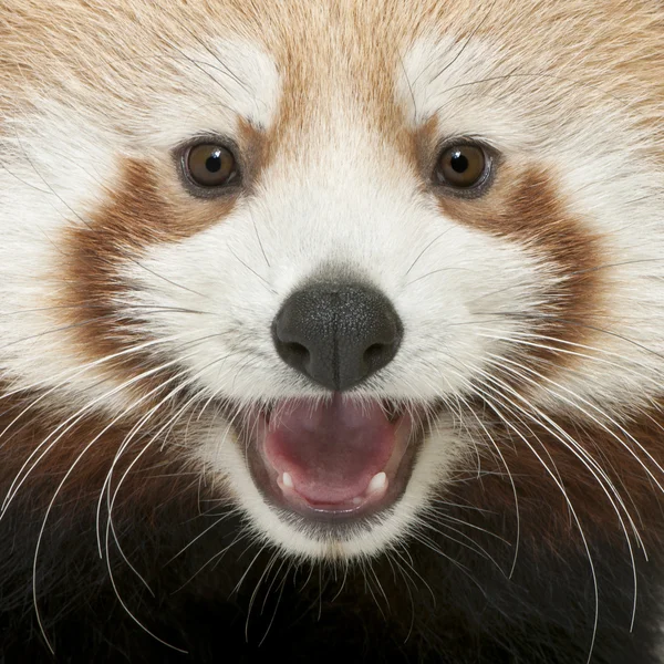 Close-Up parlayan kedi, ailurus fulgens, 7 ay yaşlı ya da genç kırmızı panda — Stok fotoğraf
