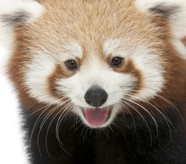 Detail mladých panda červená nebo zářící kočka, ailurus fulgens, 7 měsíců, před bílým pozadím — Stock fotografie