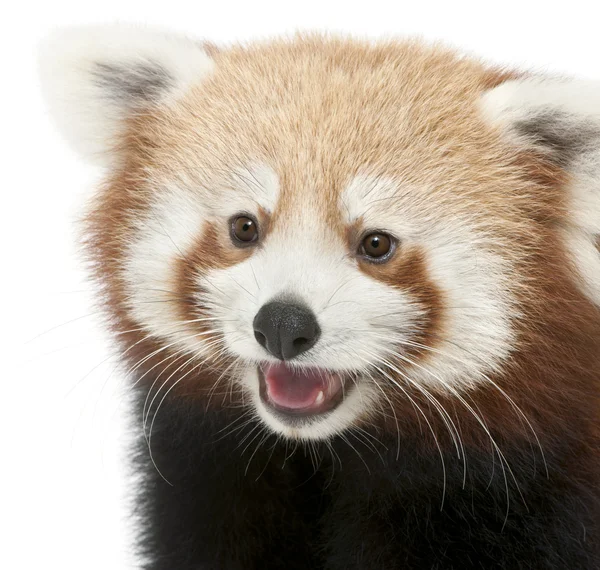 Premier plán fiatal vörös panda vagy Shining macska, Ailurus fulgens, 7 hónapok régi, fehér háttér előtt — Stock Fotó