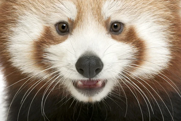 Detail mladých panda červená nebo zářící kočka, ailurus fulgens, 7 měsíců — Stock fotografie