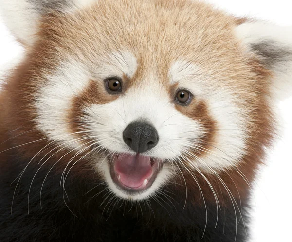 Nahaufnahme junger roter Panda oder leuchtender Kater, ailurus fulgens, 7 Monate alt, vor weißem Hintergrund — Stockfoto