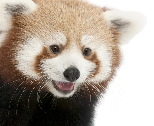 Primo piano di Young Red panda or Shining cat, Ailurus fulgens, 7 mesi, davanti allo sfondo bianco — Foto Stock