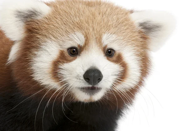 Premier plán fiatal vörös panda vagy Shining macska, Ailurus fulgens, 7 hónapok régi, fehér háttér előtt — Stock Fotó