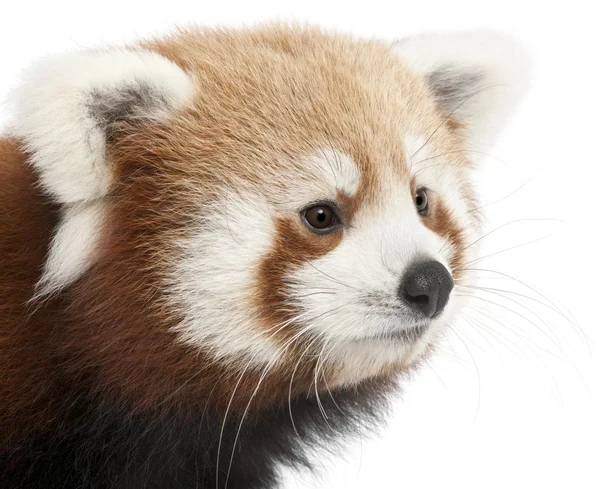 Μεγέθυνση του νέους κόκκινο panda ή λαμπρό γάτα, ailurus fulgens, 7 μηνών, μπροστά από το λευκό φόντο — Φωτογραφία Αρχείου